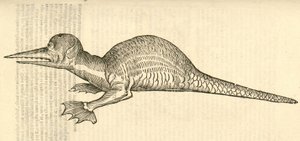 Illustratie van Draco marinus monophthalmos bipes uit Aldrovandis Geschiedenis van Monsters, 1642