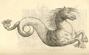 Illustratie van Equus marinus monstrosus uit Aldrovandis Geschiedenis van Monsters, 1642