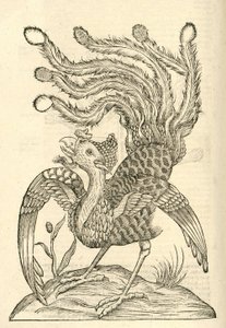 Illustratie van Gallus Indicus auritus tridactylus uit Aldrovandi