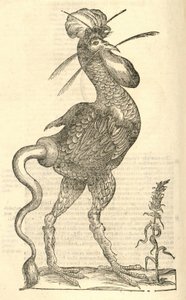 Illustratie van Gallus monstrosus uit Aldrovandi