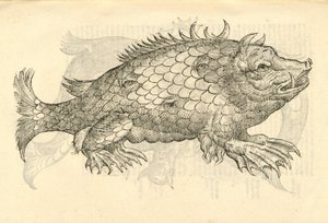 Illustratie van Monstrosus Sur marinus uit Aldrovandis Geschiedenis van Monsters, 1642 door Italian School