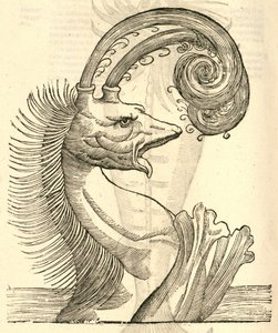 Illustratie van Pseudophyseter uit Aldrovandis Geschiedenis van Monsters, 1642