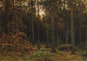 Pijnboombos, 1885