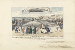 Potvis gestrand bij Egmond aan Zee, 1764 door J.A. Visser