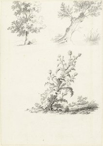 Twee studies van een boom en een distel