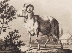 Een ram