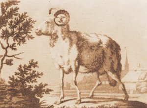 Een ram door J.F. Clemens