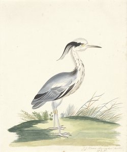 Blauwe reiger door J.J. Ramaker