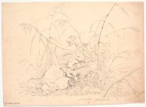 Plantenstudie. Riet en zuring