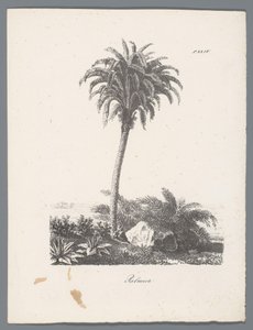 Palmboom door J. Bernard
