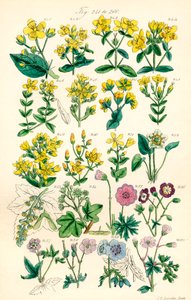 Pagina met kleurillustraties uit Britse Wilde Bloemen naar een werk van J. E. Sowerby en C. P. Johnson door J. E. and Johnson C. P.  Sowerby