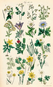 Pagina met kleurillustraties uit Britse Wilde Bloemen naar een werk van J. E. Sowerby en C. P. Johnson door J. E. and Johnson C. P.  Sowerby