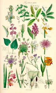 Pagina met kleurillustraties van Britse wilde bloemen naar een werk van J. E. Sowerby en C. P. Johnson door J. E. and Johnson C. P.  Sowerby