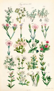 Pagina met kleurillustraties van Britse Wilde Bloemen naar een werk van J. E. Sowerby en C. P. Johnson door J. E. and Johnson C. P.  Sowerby
