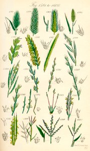 Pagina met kleurenillustraties uit Britse wilde bloemen naar een werk van J. E. Sowerby en C. P. Johnson