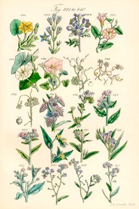 Pagina met kleurenillustraties uit Britse wilde bloemen naar een werk van J. E. Sowerby en C. P. Johnson