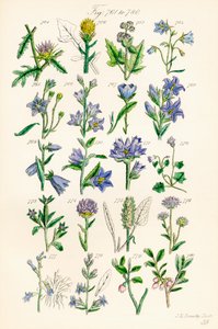 Pagina met kleurenillustraties uit Britse wilde bloemen naar een werk van J. E. Sowerby en C. P. Johnson