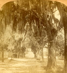 Ingang naar St. Augustine, Florida, V.S., 1901 door J. F. Jarvis