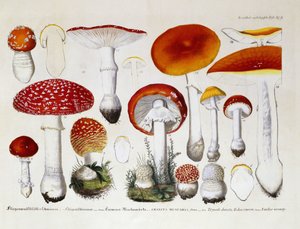 Amanita Muscaria, c.1831-46
