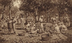 Cacaobonen breken in Trinidad