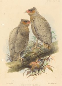 Polyborus Tharus, Var. door J. Smit