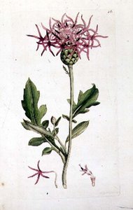 Grote Korenbloem, uit een volume van "Engelse Botanica" uitgegeven 1790-1814