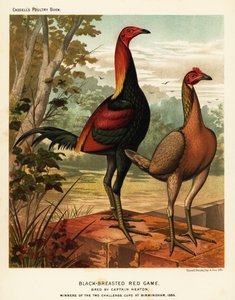 Zwartborstige rode vechtvogels door J. W. (after) Ludlow