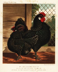 Zwarte gekrulde kip, haan en hen