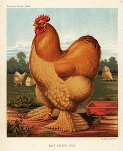 Buff cochin haan door J. W. (after) Ludlow