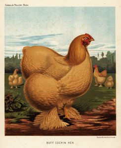 Buff cochin hen