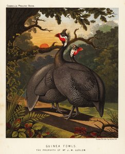 Parelhoenders
