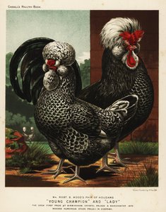 Houdan of Poule de Houdan haan en hen door J. W. (after) Ludlow