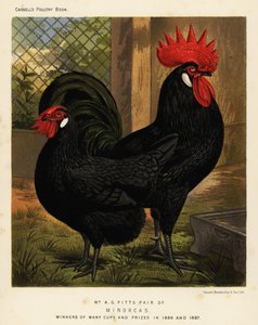 Minorca kippen, haan en hen, Gallus gallus domesticus