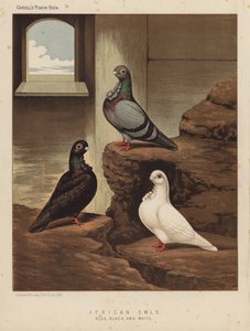 Duiven: Afrikaanse Uilen, Blauw, Zwart en Wit