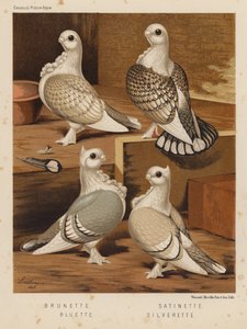 Duiven: Brunette; Satinette; Bluette; Silverette