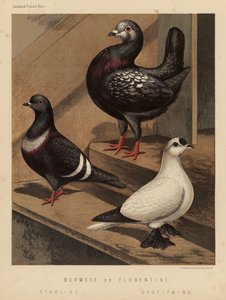 Duiven: Birmese of Florentijnse; Spreeuw; Spot Fee