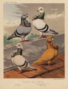 Duiven: Engelse Uilen, Blauw, Gepoederd Blauw, Zilver, Geel
