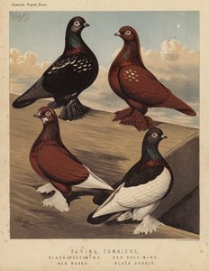 Duiven: Vliegende Tuimelaars, Zwarte Roosvleugel, Rode Roosvleugel, Rode Badge, Zwarte Zadel