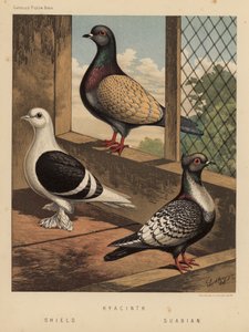 Duiven: Hyacinth; Schild; Suabian