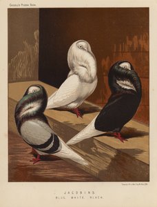 Duiven: Jacobijnen, Blauw, Wit, Zwart