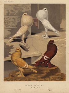 Duiven: Pigmy Pouters; Isabels, Crème, Wit, Geel, Rood door J. W. (after) Ludlow