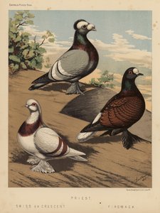 Duiven: Priester; Zwitser of Crescent; Vuur-Rug door J. W. (after) Ludlow