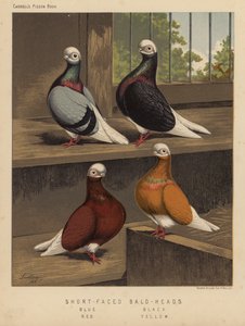 Duiven: Kortgezicht Bald-Heads, Blauw, Zwart, Rood, Geel