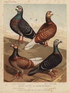 Duiven: Kortgesnavelde of Show Antwerps, Blauwgeblokt, Roodgeblokt; Langgesnavelde of Vliegende Antwerps, Roodgeblokt, Blauwgeblokt