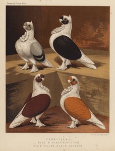 Duiven: Turbiteens, Blauw en Zwart, Gecrest, Rood en Geel, Eenvoudig Gehoofd door J. W. (after) Ludlow