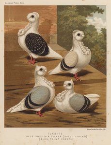 Duiven: Turbits, Blauwgeblokt en Zilver, Schelp Kroon, Blauw, Puntkammen