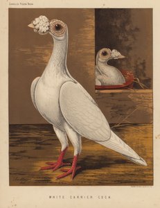 Duiven: Witte Postduif door J. W. (after) Ludlow