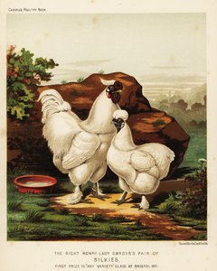 Zijdehoen of Zijde haan en hen door J. W. (after) Ludlow