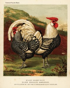 Zilvergespikkelde Hamburgh haan en hen door J. W. (after) Ludlow