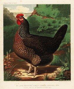 Enkelkamige Dorking hen